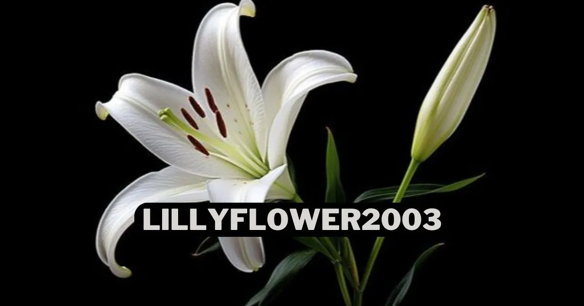 Lillyflower2003: The Reigning Queen of ASMR