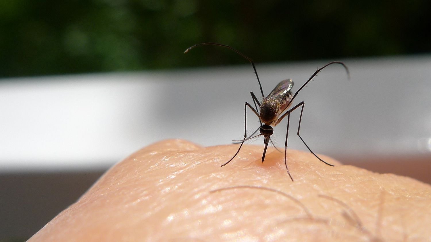 Why DO mosquitoes bite some people… but leave others alone?