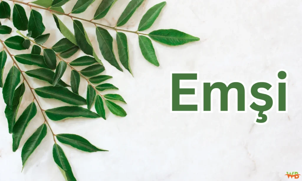 A Deep Dive into Emşi: A Versatile Turkish Word